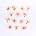Bande Yoshino Cherry