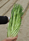 Green puntarelle head held by a person against a neutral background