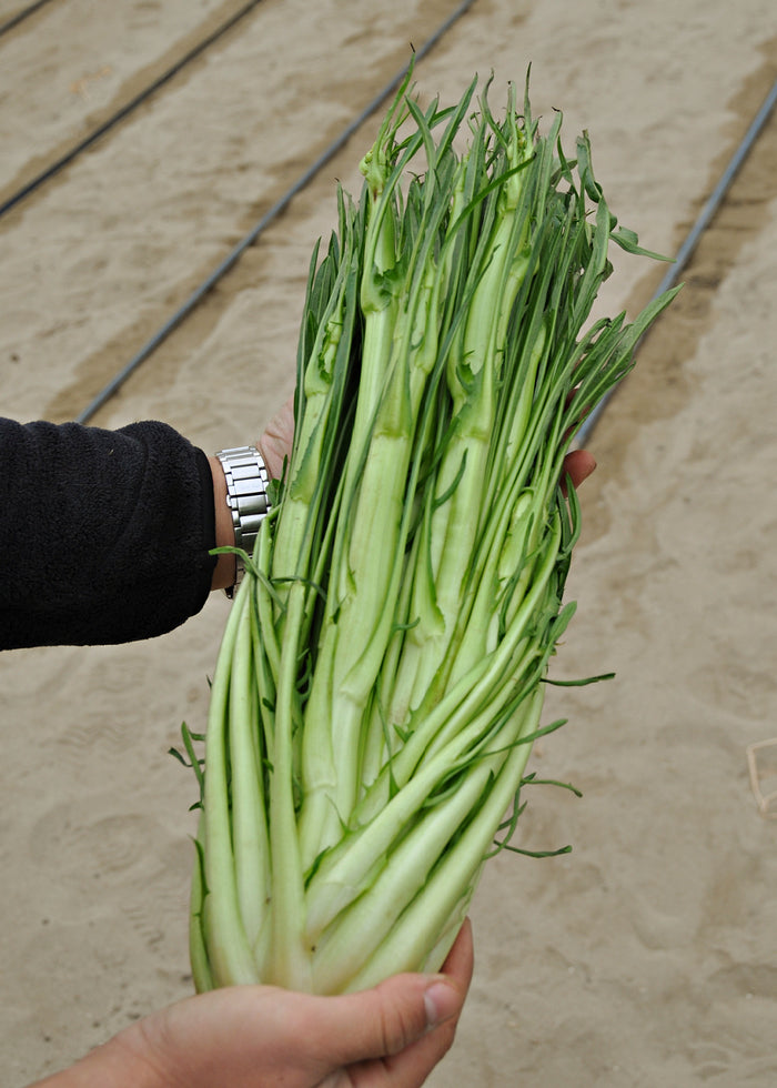 Green puntarelle head held by a person against a neutral background