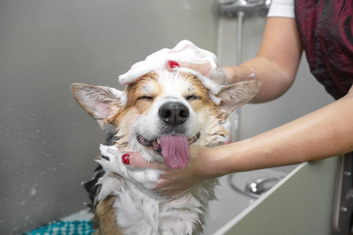 dog shampoo conditioner