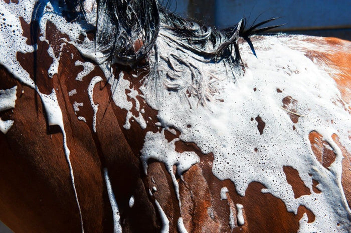 horse shampoo handmade with neem oil for dogs horses
