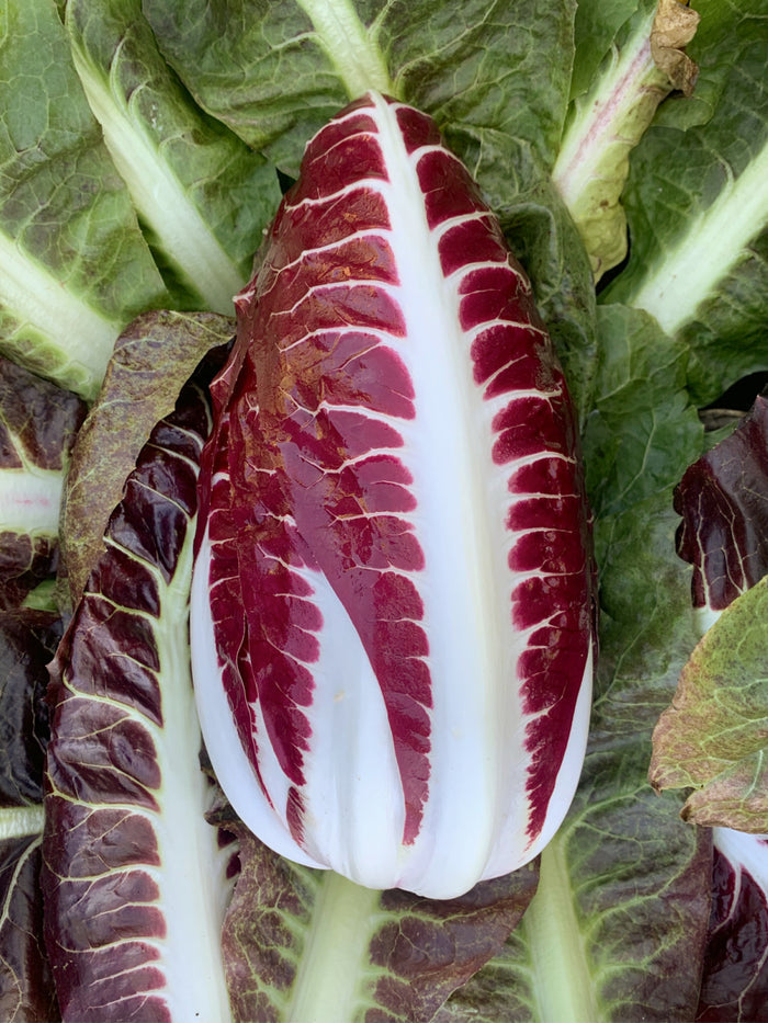 Close-up of a fresh head of Radicchio (Rosso di Treviso Precoce) with wine-red leaves and white mid-ribs.