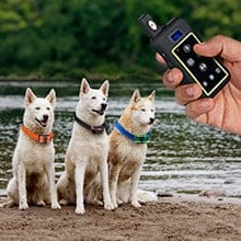Remote training system controlling three dogs with collars