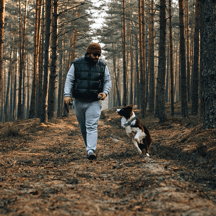 remote hunting dog training shock collar with strobe led