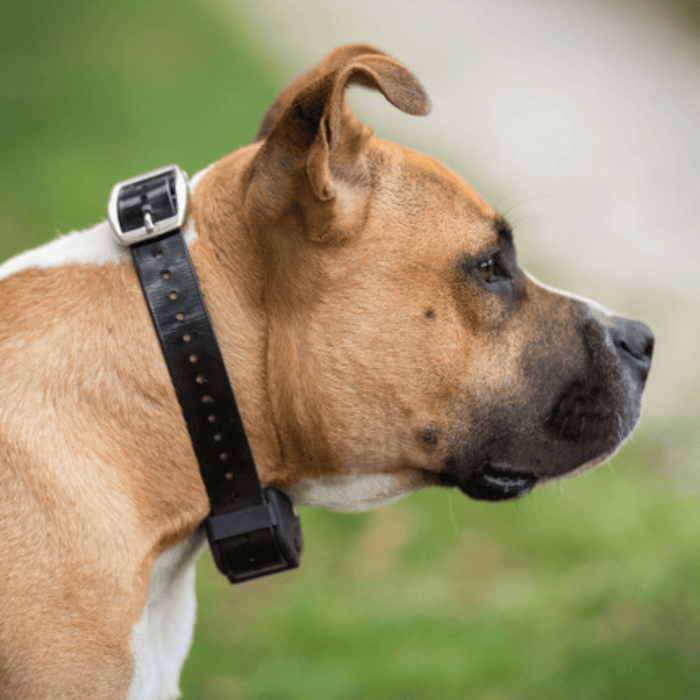 pet control hq replacement collar strap for deluxe electric dog fence system